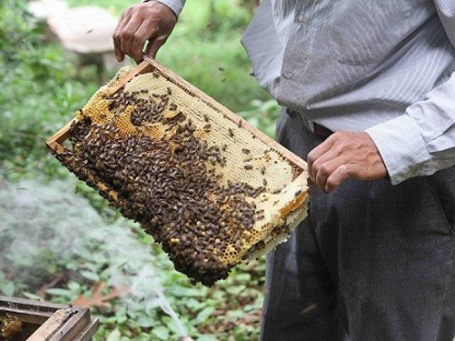 mật ong hoa nhãn