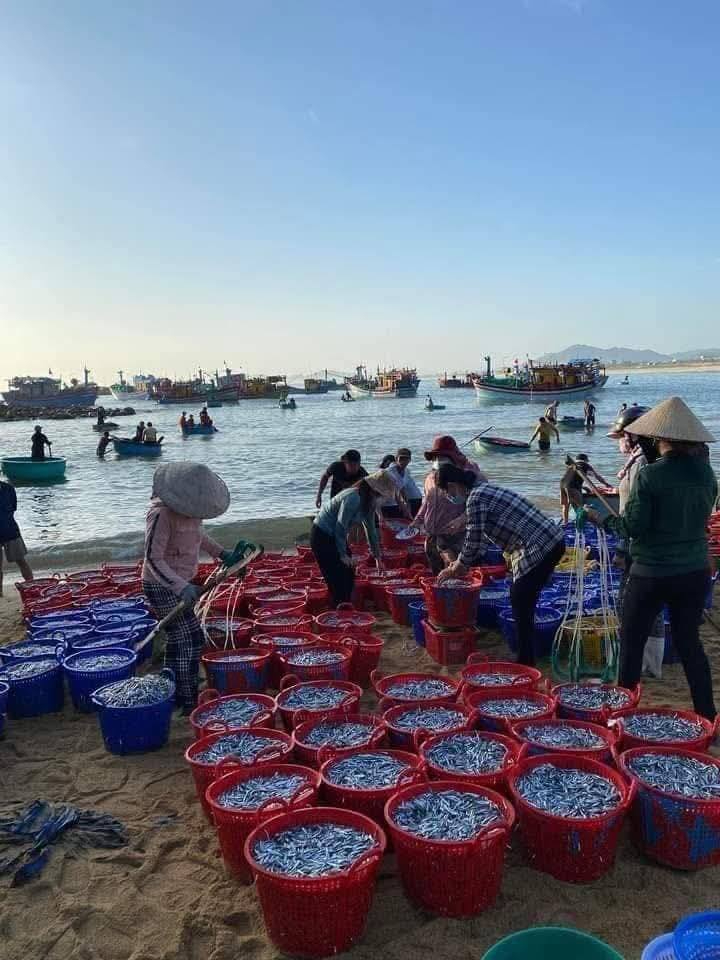 cá cơm phan thiết