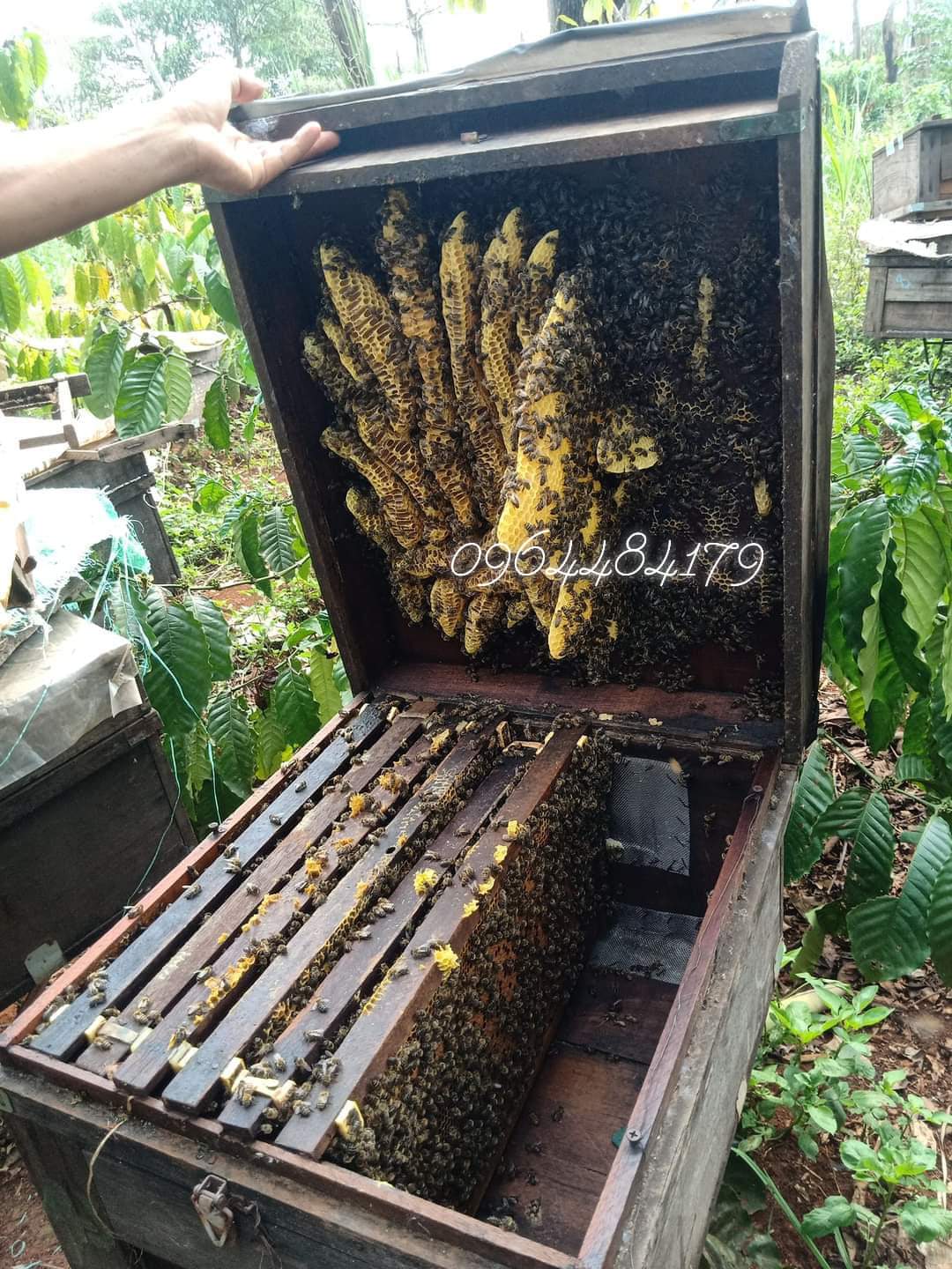 mật ong hoa cà phê